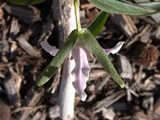 Trillium pusillum var. alabamicum 0003