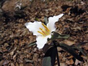 Trillium pusillum var. alabamicum 0008