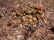 Trillium pusillum var. alabamicum 0010
