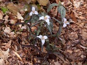 Trillium pusillum var. alabamicum 0011