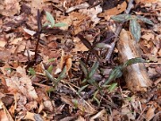 Trillium pusillum var. alabamicum 0013