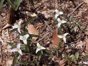 Trillium pusillum var. alabamicum 0015