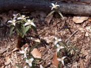 Trillium pusillum var. alabamicum 0016