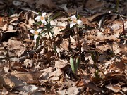 Trillium pusillum var. alabamicum 0019