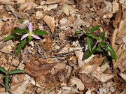 Trillium pusillum var. alabamicum 0022