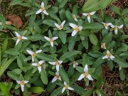 Trillium pusillum var. carolinianum Nash Co. NC 20250404 0001