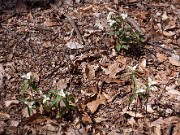 Trillium pusillum var. ozarkanum 0001