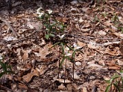 Trillium pusillum var. ozarkanum 0004