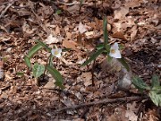 Trillium pusillum var. ozarkanum 0008