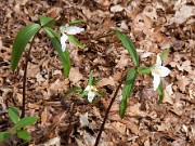 Trillium pusillum var. ozarkanum 0099