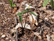 Trillium pusillum var. ozarkanum 20110002