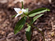 Trillium pusillum var. ozarkanum 20110003