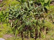 Trillium pusillum var. texanum 20240329 0002