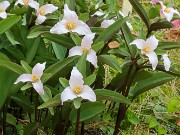 Trillium pusillum var. texanum 20240410 0002