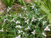 Trillium pusillum var. texanum 20240410 0004