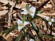 T. pusillum var. georgianum