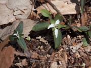 T. pusillum var. monticulum