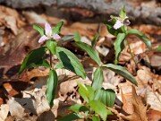 T. pusillum var. pusillum