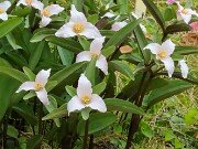 T. pusillum var. texanum