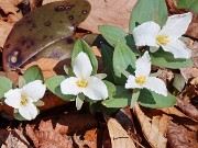 Trillium nivale 20210327 0001