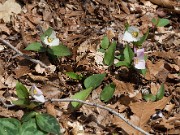 Trillium rivale 20100002