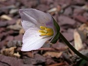 Trillium rivale 0001