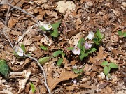 Trillium rivale 20100001