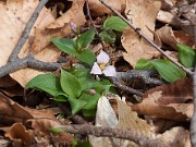 Trillium rivale 20110004