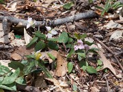 Trillium rivale 20110005