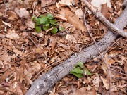 Trillium rivale Purple Heart 0002