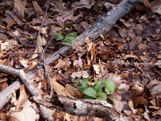 Trillium rivale Purple Heart 0003