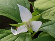Trillium aff. rugelii 20250427 0001