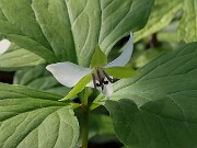 Trillium aff. rugelii 20250427 0002