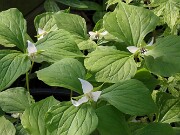 Trillium aff. rugelii 20250427 0003