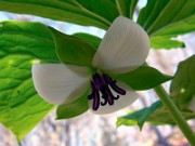 Trillium rugelii 0012