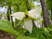 Trillium simile 0003