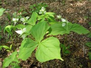 Trillium simile 0011