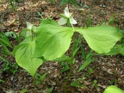 Trillium simile 0012