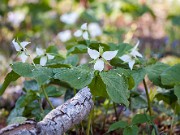 Trillium simile 20140427 0001