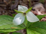 Trillium simile 20190424 0001