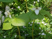 Trillium simile 20190424 0002