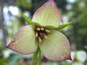 Trillium sulcatum 0007