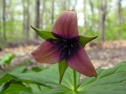 Trillium sulcatum 0009