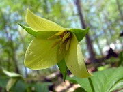 Trillium sulcatum 0021