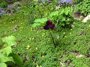 Trillium vaseyi 0004