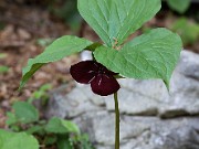 Trillium vaseyi 20100002