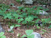 Trillium vaseyi 20100003