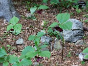 Trillium vaseyi 20100004