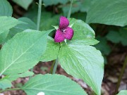 Trillium vaseyi 20100007