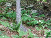 Trillium vaseyi 20100008